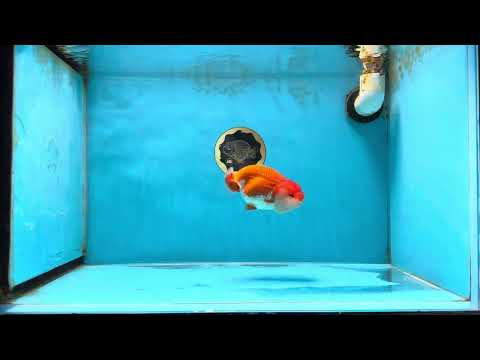 AAA Grade Red White LionQueen 4-4.5 inches #041825LC_03