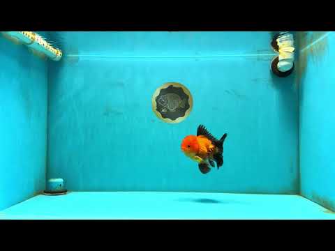 Apache Oranda Male 4.5m inches #032726OR_10