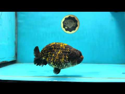 A Grade Tiger LionKing 4.5-5 inches #110725LC_17