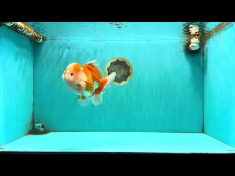 A Grade Red White Oranda Male 6 inches #081426OR_10
