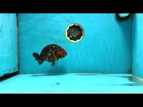 SPECIAL A Grade Chinese Tiger Ranchu Male 5 inches #102425RC_01