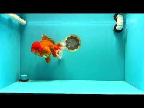 A Grade Red White Oranda Female 7.5 inches #032026OR_02