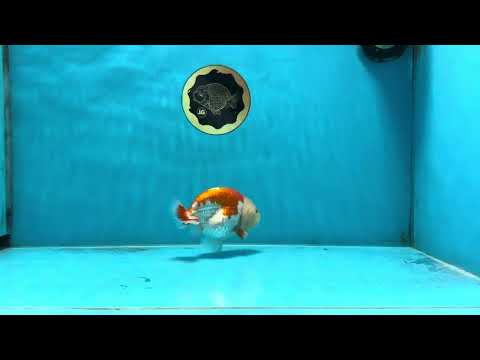 POPCORN AAA Grade Red White Kohaku LionQueen 4 inches #101725LC_05