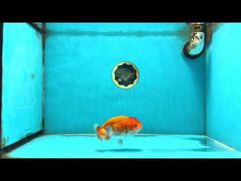 Red White LionChu Female 4.5 inches #120525LC_16