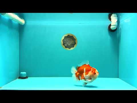 AAA Grade Godzilla Red White Yuanbao Male 5-5.5 inches #031326YB_20