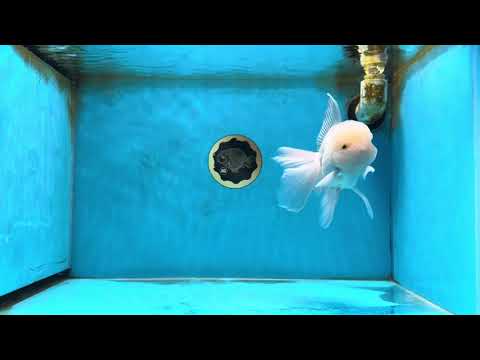 AAA Grade Snow White Oranda Male 5.5-6 inches #062725OR_20