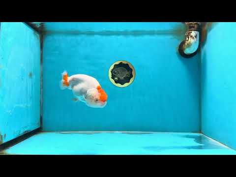 Red White LionChu Female 4-4.5 inches #120525LC_15