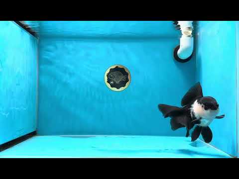 A Grade Chunky Panda Oranda Male 5 inches #021425OR_10