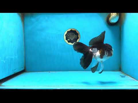 A Grade Panda Oranda Female 5.5 inches #082225OR_24