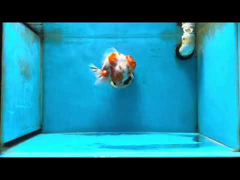 A Grade Kohaku Sakura Yuanbao Male 5.5 inches #052325YB_25