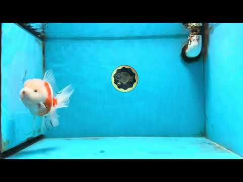 LOVELY A Grade Sakura Oranda Female 5.5 inches #102425OR_23