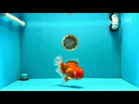 AAA Grade Red White Oranda Male 6 inches #032026OR_09