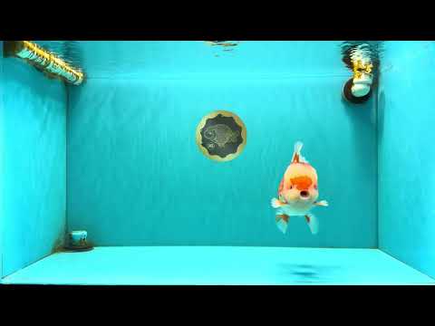 AAA Grade Red White Oranda Male 5.5-6 inches #071726OR_21