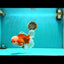 FLUFFY AAA Grade Red White Oranda Male 7.5 inches #080726OR_03