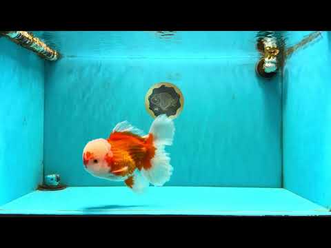 FLUFFY AAA Grade Red White Oranda Male 7.5 inches #080726OR_03