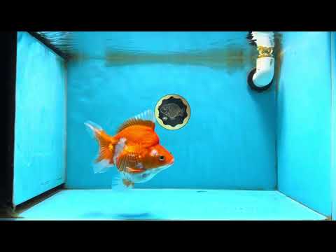 A Grade Ryukin Red White Female 5 inches #070425RK_04