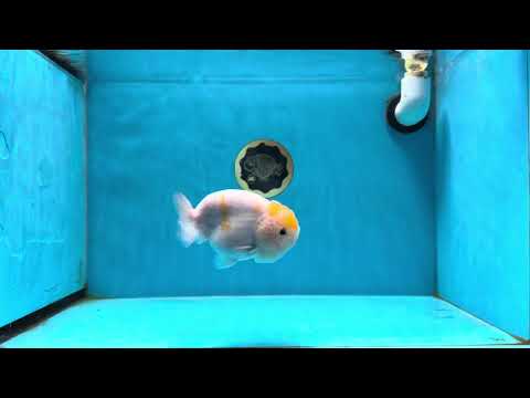 A Grade Cheese Sakura LionKing 4.5 inches #022825LC_17