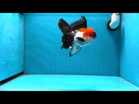 A Grade Lava Tricolor Oranda Male 5 inches #022125OR_08