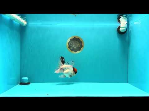 A Grade Tricolor Oranda Male 5.5 inches #030626OR_21