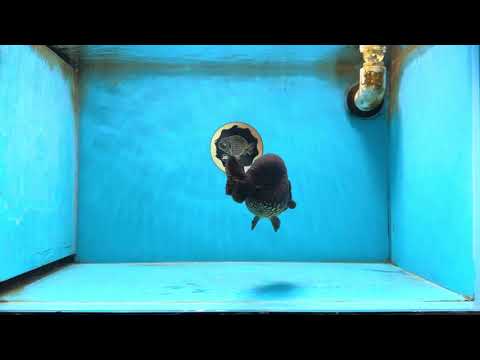 AAA Grade Black LionQueen 5 inches #062725LC_05