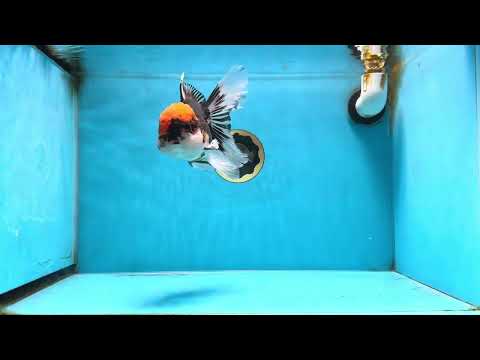 A Grade Tricolor Oranda Female 6-6.5 inches #072525OR_22