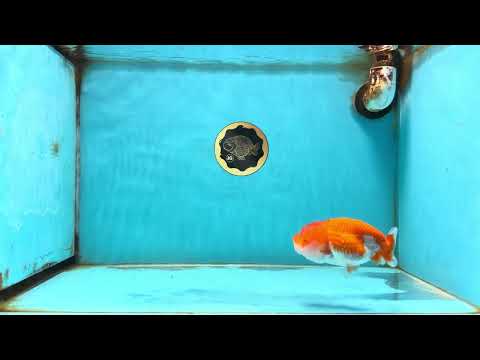 Red White Lionchu Female 4 inches #121225LC_11