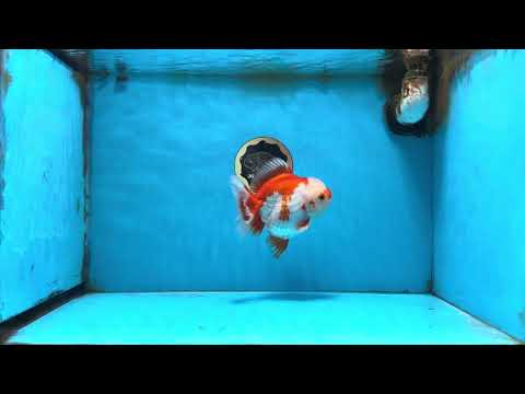 Red White Yuanbao Female 5 inches #091925YB_21