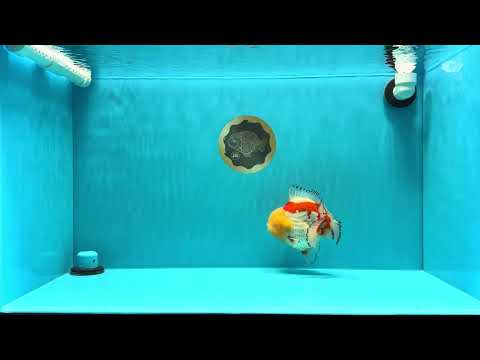 CHUBBY AAA Grade Godzilla Red White Lipstick Yuanbao Male 5-5.5 inches #022726YB_04