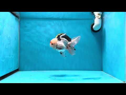 A Grade Tricolor Lipstick Kiss Button Eyes  Oranda Male 5.5 inches #020725OR_26