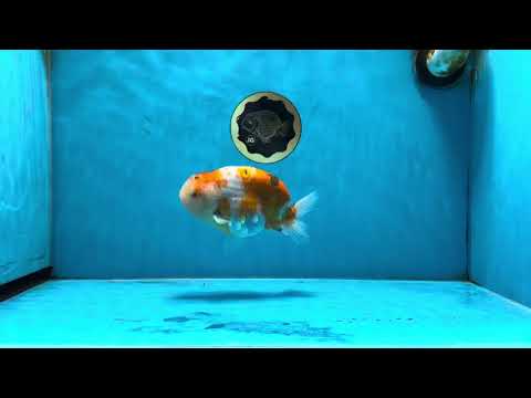 AAA Grade Sakura LionKing 5 inches #062025LC_03