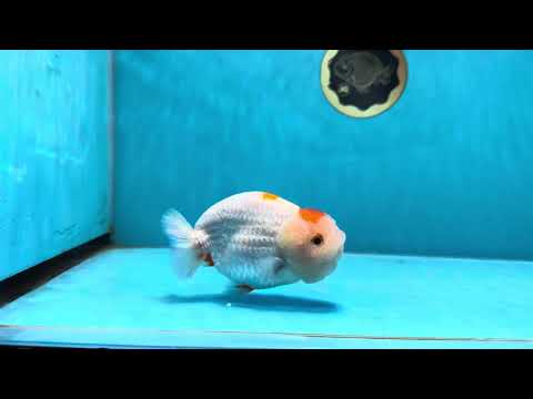 A Grade Fluffy Wen Tancho LionKing 4-4.5 inches #021425LC_04