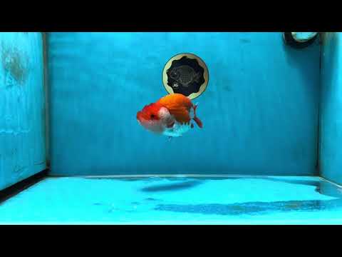 A Grade Red White LionQueen 4.5-5 inches #052325LC_20