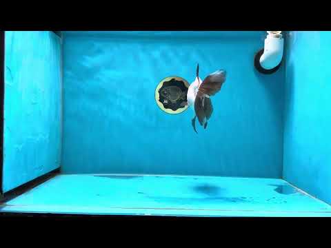 A Grade Panda Oranda Male 5 inches #021425OR_15