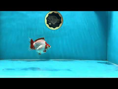 A Grade Red White Ryukin Female 3.5-4 inches #111425RK_04