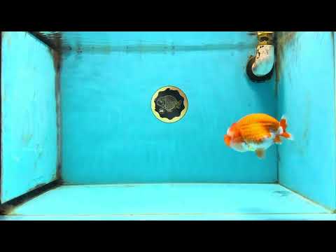 A Grade Young Red White LionQueen 4 inches #101025LC_10