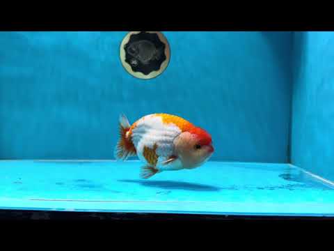 AAA Grade Cow Red White LionKing 4-4.5 inches #032125LC_19