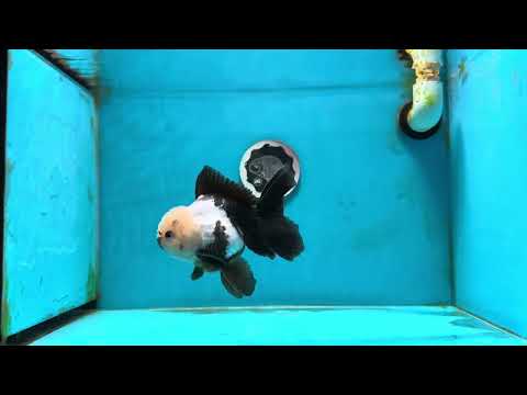 AAA Grade Angry Panda Oranda Male 5 inches #112224OR_13