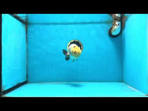 A Grade Cow Chinese Ranchu Female 4.5-5 inches #112125RC_18