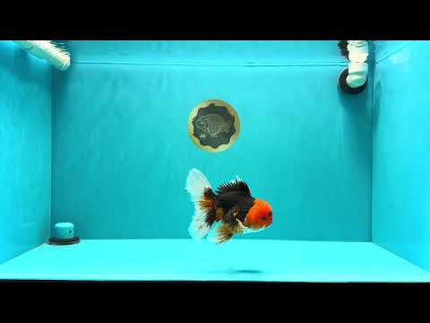 A Grade Red Head Tricolor Oranda Male 5-5.5 inches #031326OR_26