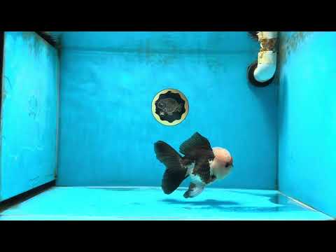 A Grade Mochi Tricolor Oranda Male 4.5-5 inches #041825OR_08