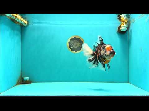 AAA Grade Special Sanke Calico Oranda Female 7 inches #071726OR_04