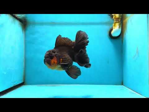 AAA Grade Red White Oranda Male 6.5 inches #080825OR_20