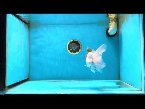 AAA Grade Red Cap Oranda Male 4.5-5 inches #050925OR_38