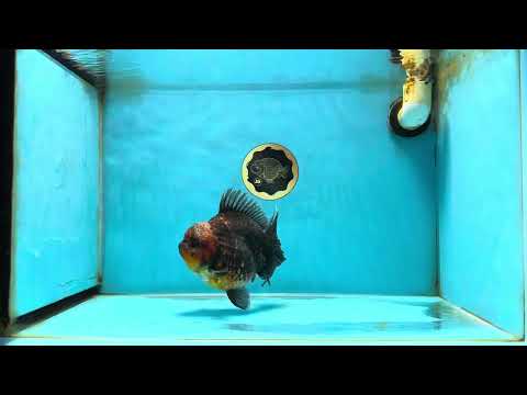 AAA Grade Godzilla Kirin Oranda Male 5.5 inches #050925OR_50