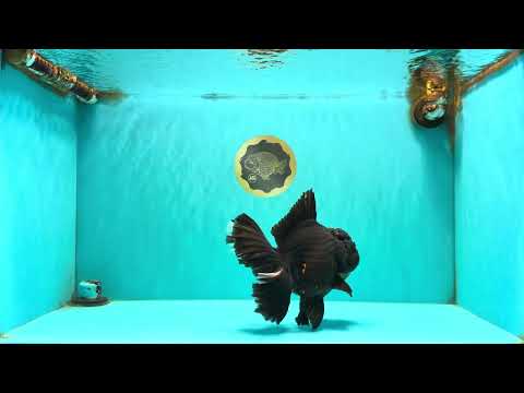 KING KONG AAA Grade Black Oranda Female 8 inches #100926OR_11