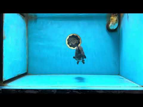 AAA Grade Tiger LionKing 5 inches #082925LC_02