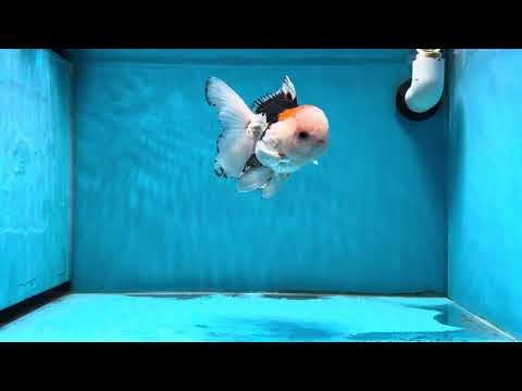 A Grade Tricolor Lipstick Button Eyes  Oranda Male 5 inches #013125OR_19