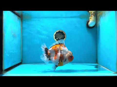 AAA Grade Big Body Godzilla Ink Calico Yuanbao Female 6 inches #051625YB_12