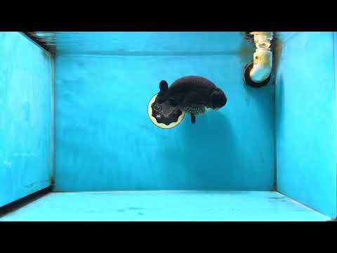 SHOW GRADE Black King Kong Strong Body Structure Ranchu Male 5.5 inches #060625RC_01