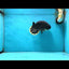 SHOW GRADE Black King Kong Strong Body Structure Ranchu Male 5.5 inches #060625RC_01